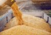 Ucraina, Coldiretti: via libera di 1,2 mld di kg di grano e mais per l’Italia