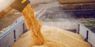 UE: Coldiretti, SOS invasione di grano canadese (+68%), crollano i prezzi pagati agli agricoltori