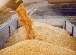 UE: Coldiretti, SOS invasione di grano canadese (+68%), crollano i prezzi pagati agli agricoltori