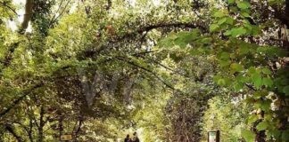 Bagnacavallo: Festa d’autunno di Giardino e dintorni