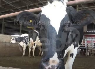 Gas: Coldiretti, arriva il primo carburante da mucca a pompa