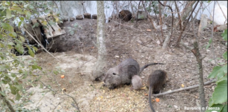 Interrogazione in Regione: “Basta uccisioni di nutrie, praticare la sterilizzazione”