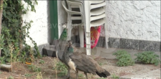 La vicenda dei pavoni di Punta Marina. L’associazione C.L.A.M.A. ricorda le specifiche della determina comunale