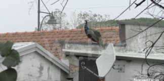 Concorso fotografico amatoriale dedicato ai pavoni di Punta Marina