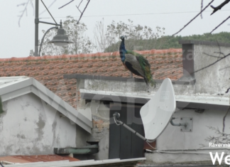 Concorso fotografico amatoriale dedicato ai pavoni di Punta Marina