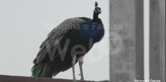 Pavoni a Punta Marina: mailbombing a sostegno del progetto di convivenza di CLAMA