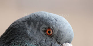 Escrementi piccioni. Liverani (Lega): “Situazione indecorosa, bisogna agire”