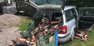 Sequestrati quasi dieci quintali di pesce. Bracconaggio ittico nella Pialassa Baiona