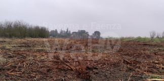 Ambientalisti protestano per l’abbattimento di un boschetto a Celle in un’area privata