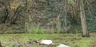 Lupi: un’altro attacco nelle campagne ravennati. Sbranate due capre