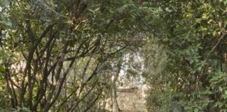 Due visite ludico-didattiche al Giardino pensile della Rocca. Una proposta natalizia di Vivi il Verde