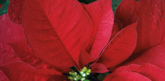 Tornano le stelle di natale dell’Associazione Italiana contro Leucemie, Linfomi e Mieloma