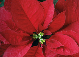 Tornano le stelle di natale dell’Associazione Italiana contro Leucemie, Linfomi e Mieloma