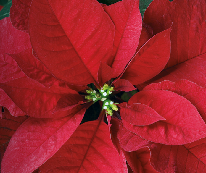 Stelle2022_1200x630_paginainternasito