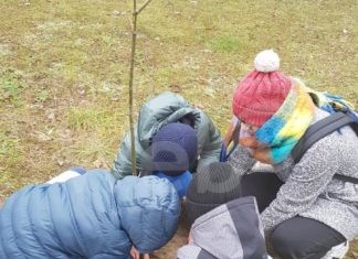 Marina di Ravenna, piantumati 16 alberi insieme agli studenti della primaria Mameli