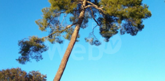 Brisighella: Necessario l’abbattimento di trentuno alberi