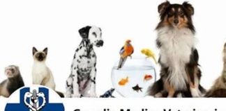 Ancisi (LpRa): Salvare la Guardia medica veterinaria