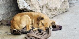 Cervia e Cesenatico, un accordo per la custodia e la cura dei cani randagi