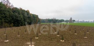 A Cervia 400 piante grazie al progetto piantumazione CSR di CRAI