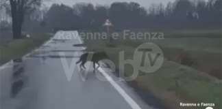 Lupi. CIA chiede una gestione più equilibrata della fauna selvatica