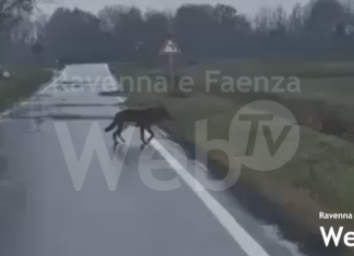 Romagna selvatica ieri e oggi: un libro racconta il rapporto con lupi, cinghiali, daini e altre specie