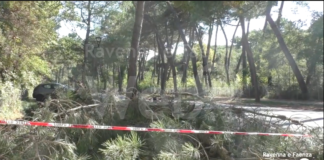 Parco Marittimo: per la riqualificazione della pineta previsti 1650 abbattimenti e oltre 50 mila nuove piantumazioni