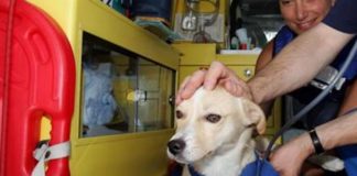 Guardia medica veterinaria di Ravenna dal primo gennaio chiude il servizio