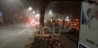 Faenza Eco-logica contro abbattimento pini in via Insorti