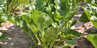 Coldiretti: dalla Bieticoltura 4.0 nuove opportunità di sviluppo per l’agricoltura ravennate