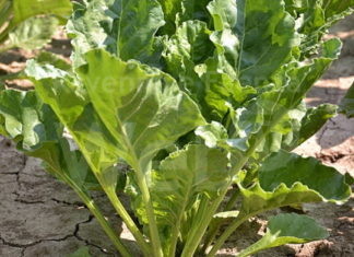 Coldiretti: dalla Bieticoltura 4.0 nuove opportunità di sviluppo per l’agricoltura ravennate