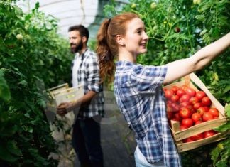 Bando Pacchetto Giovani Agricoltori: Oltre un milione e 300mila euro per le aziende Under 40