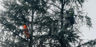 Massa Lombarda: Prosegue la cura e la messa in sicurezza del verde pubblico