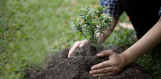 Un “fiocco verde” per ogni bambino. La Regione a fianco dei Comuni che piantano un albero per ogni nuova nascita o adozione