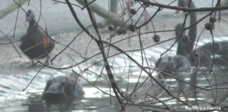 Al Parco Bucci arriveranno le case per ragni, coccinelle e farfalle