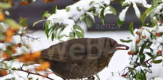 29, 30 e il 31 gennaio sono i giorni della merla, tradizione confermata