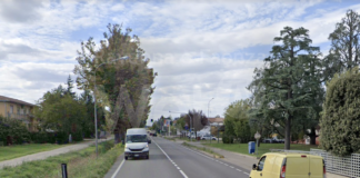 Senso unico alternato per abbattimento e potatura piante sulla via Emilia a Castel Bolognese