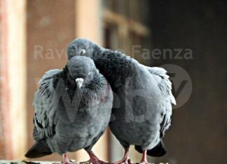 Bassa Romagna: lanciata la nuova campagna per contenere la proliferazione dei piccioni urbani