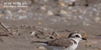 Ritorna l’iniziativa “Puliamo il Lido prima del nido”. Ecco le date della pulizia della spiaggia della Riserva Naturale