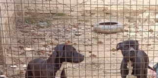 Due cani salvati dal maltrattamento del loro proprietario: denunciato dalla polizia locale