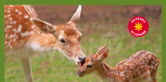 Ravenna in Comune: Salvare i daini assieme alla democrazia