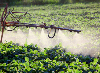 Odore sgradevole in città, il Comune: è causato da un fertilizzante naturale, non nocivo per la salute