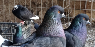 Brisighella: Colombi in mostra all’Ex Convento dell’Osservanza