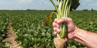 Agricoltura. Rinnovati i contratti per la produzione delle sementi foraggere e di barbabietola da zucchero.