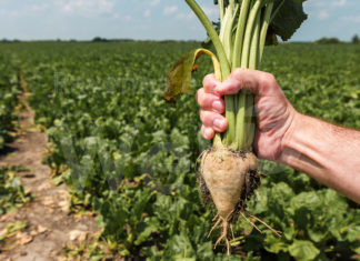 Agricoltura. Rinnovati i contratti per la produzione delle sementi foraggere e di barbabietola da zucchero.