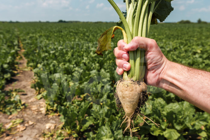 barbabietola-da-zucchero