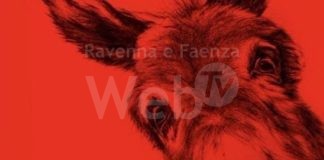 I “cult days” del cinema Mariani propongono Eo, di Jerzy Skolimowski, film vincitore del premio della critica al festival di Cannes