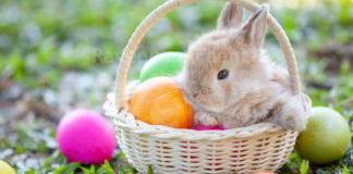 ‘Pasqua Insieme’, a Faenza un appuntamento gratuito per tutta la cittadinanza