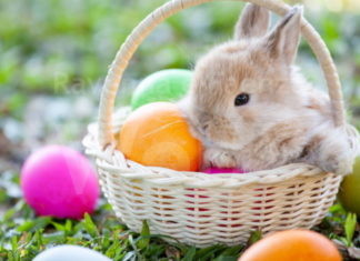 ‘Pasqua Insieme’, a Faenza un appuntamento gratuito per tutta la cittadinanza