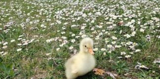 I pulcini vanno a scuola. il progetto di educazione affettiva che coinvolge gli studenti