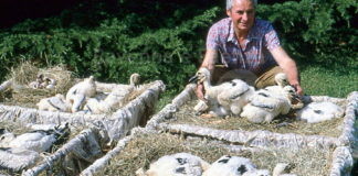 Un libro racconta come Carlo Gulmanelli riportò le cicogne a Faenza
